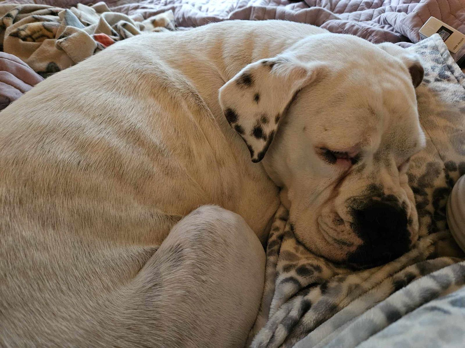 Enlarge Isabela, a Adopted Boxer in Minneapolis, MN image 1/3