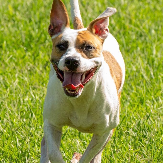 Bella