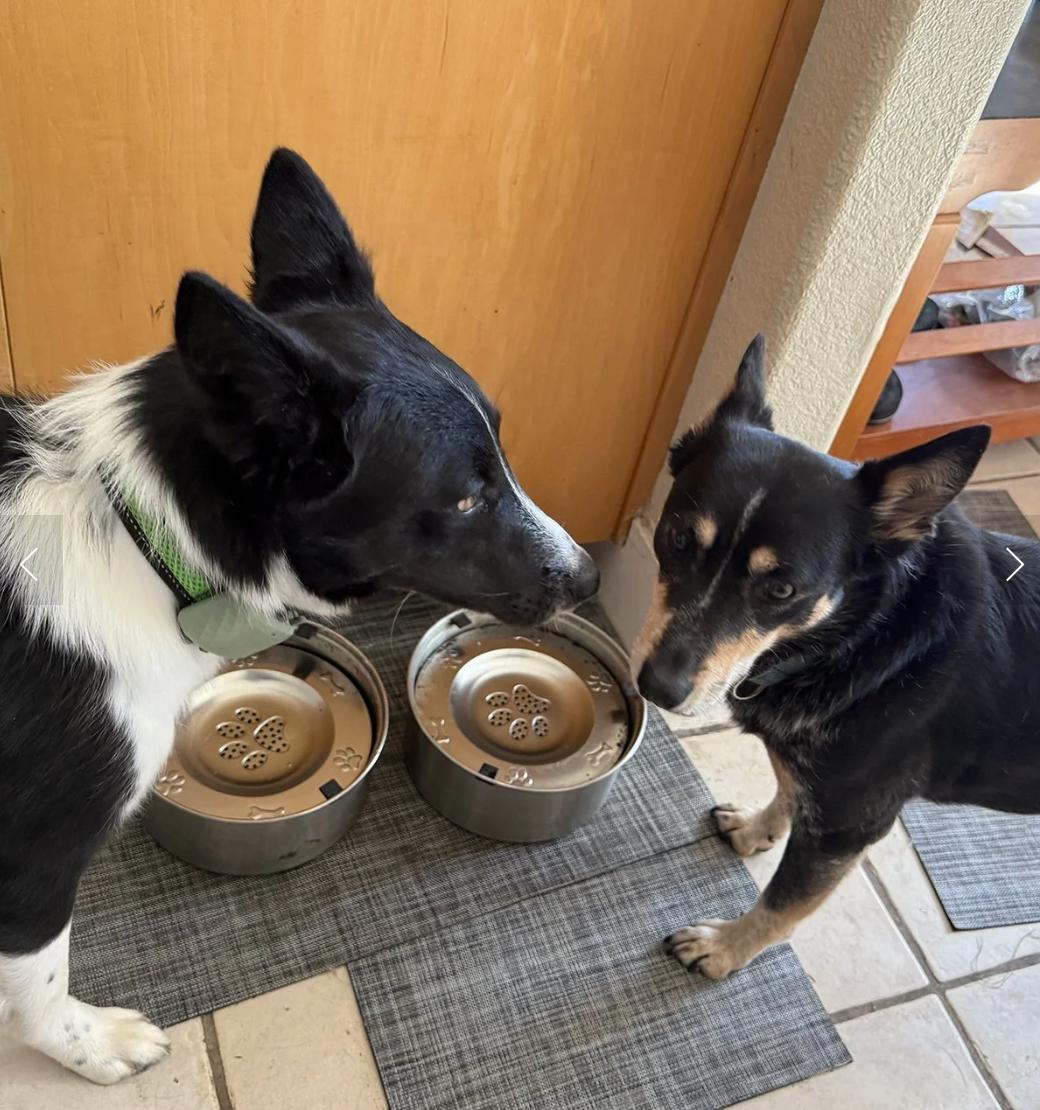 Enlarge Dr. Pepper, a ADOPTABLE Border Collie in Davis, CA image 6/6