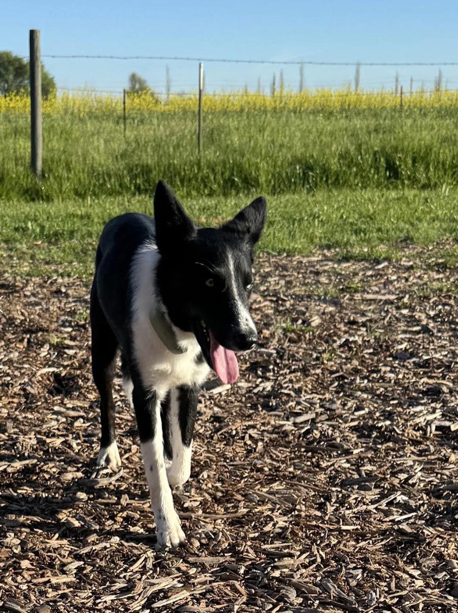 Enlarge Dr. Pepper, a ADOPTABLE Border Collie in Davis, CA image 3/6