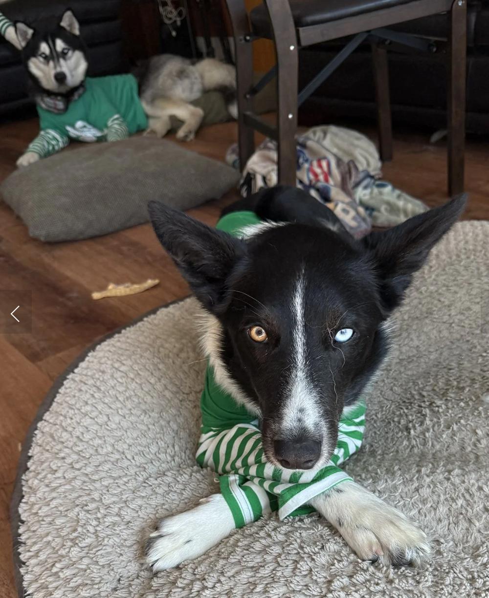 Enlarge Dr. Pepper, a ADOPTABLE Border Collie in Davis, CA image 4/6
