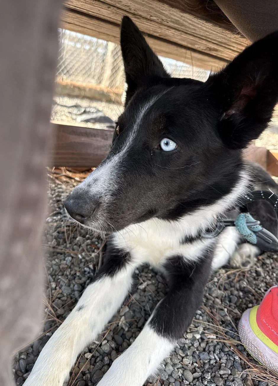 Enlarge Dr. Pepper, a ADOPTABLE Border Collie in Davis, CA image 2/6