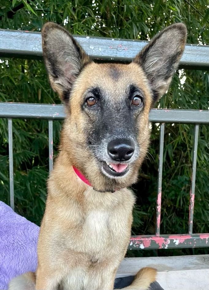 Enlarge Taina, a Adoptable mixed breed in New York, NY image 1/6