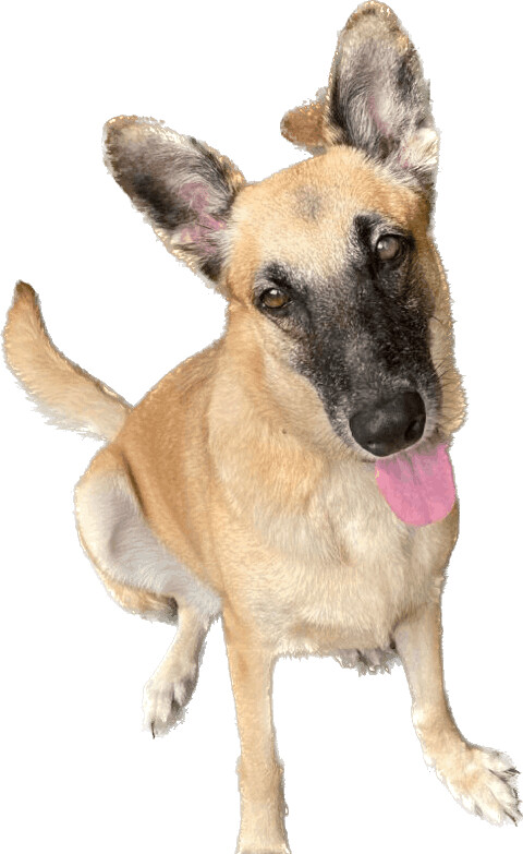 Enlarge Taina, a Adoptable mixed breed in New York, NY image 2/6