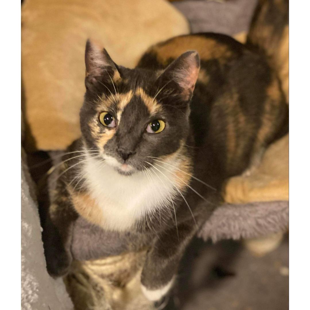 Enlarge Firefly, a Adoptable mixed breed in Morgan Hill, CA image 4/4