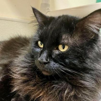 Chicken Nugget, Adoptable, Adult Male Domestic Long Hair & Domestic Short Hair.