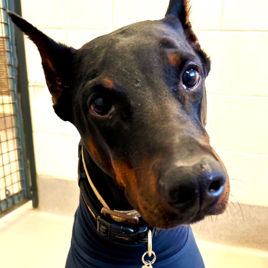 Enlarge Roxanne, a Adopted Doberman Pinscher in St Joachim, ON image 1/4