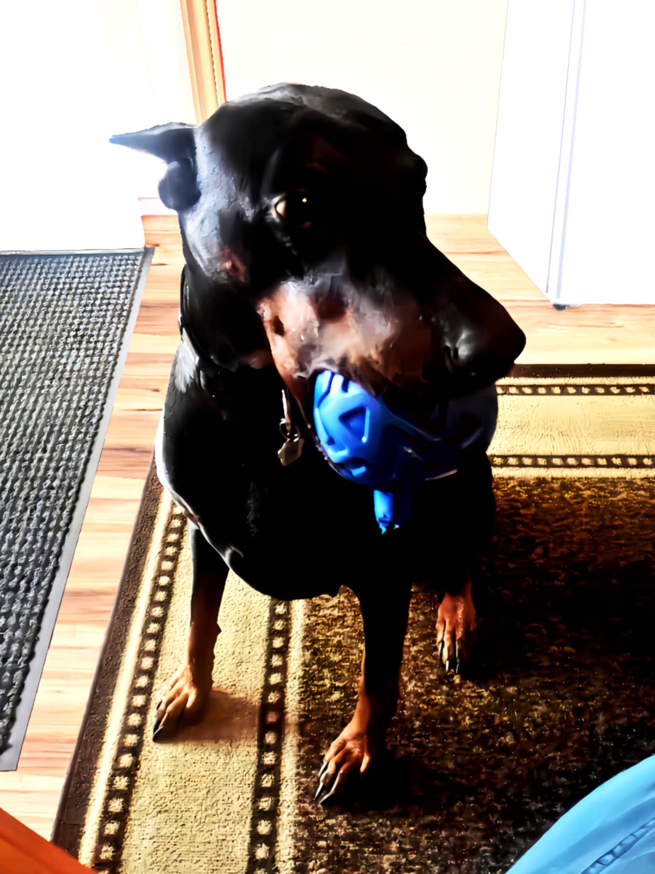 Enlarge Roxanne, a Adopted Doberman Pinscher in St Joachim, ON image 2/4