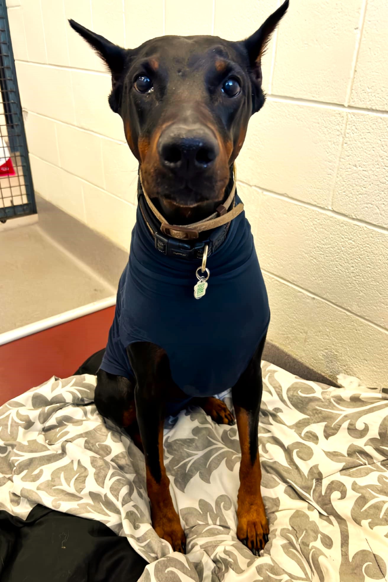 Enlarge Roxanne, a Adopted Doberman Pinscher in St Joachim, ON image 3/4