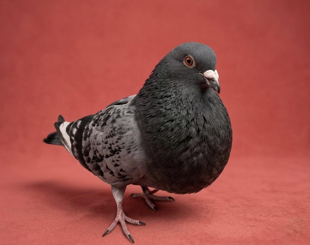 Cinco, adopted, Adult Unknown Pigeon.