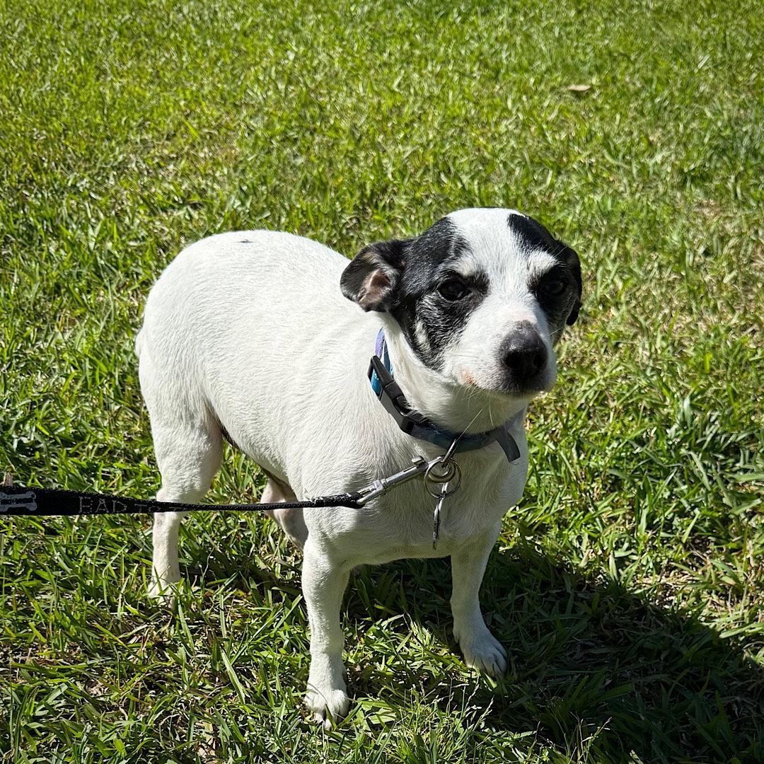 Lil Beau (LA), Adoptable, Adult Male Rat Terrier.