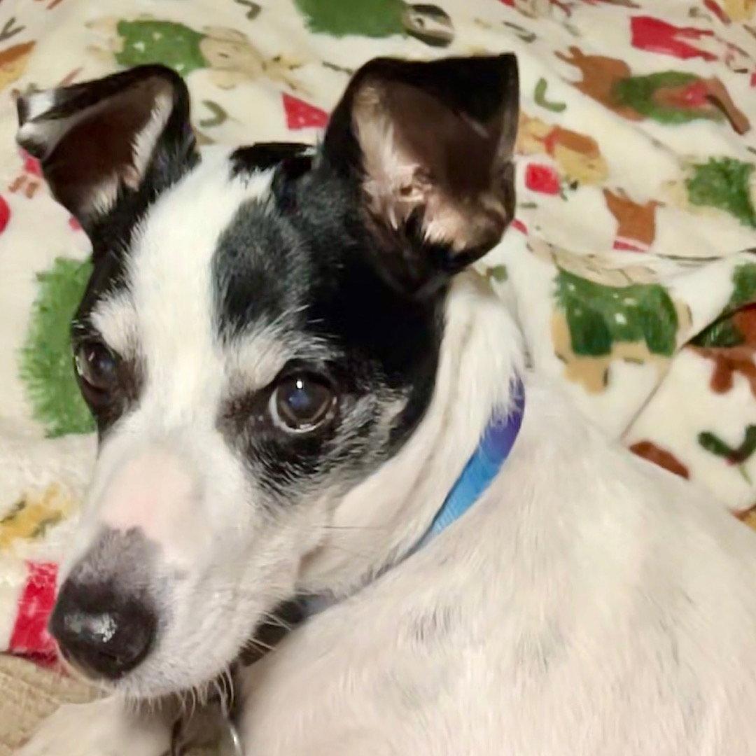 Lil Beau (LA), a Adoptable Rat Terrier in Baton Rouge, LA image 2/3