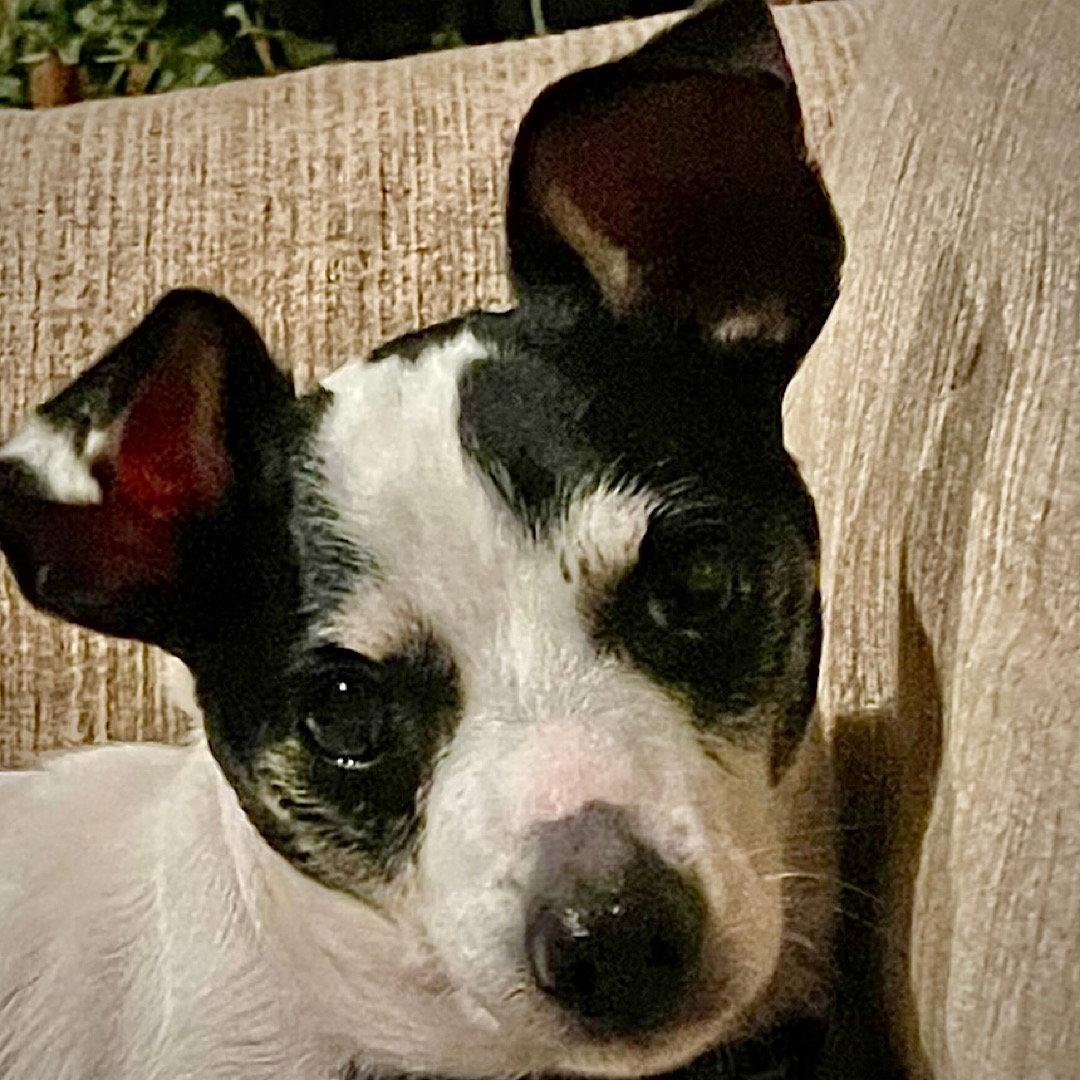 Lil Beau (LA), a Adoptable Rat Terrier in Baton Rouge, LA image 3/3