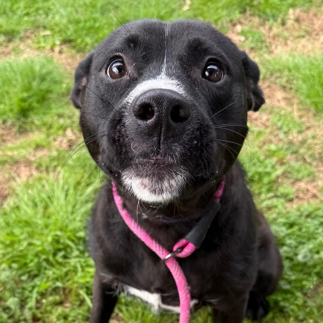 Colt, Adoptable, Adult Male Mixed Breed.