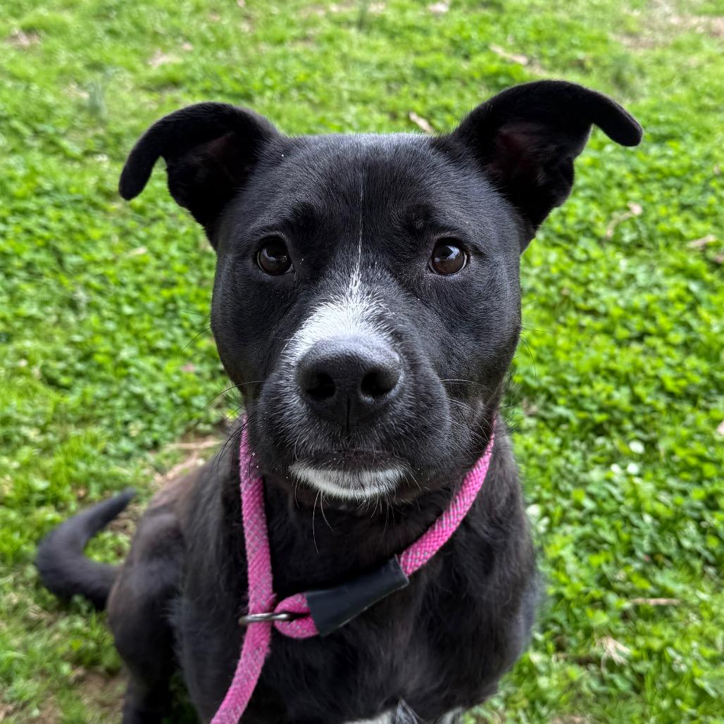 Enlarge Colt, a Adoptable Mixed Breed in Chattanooga, TN image 2/3