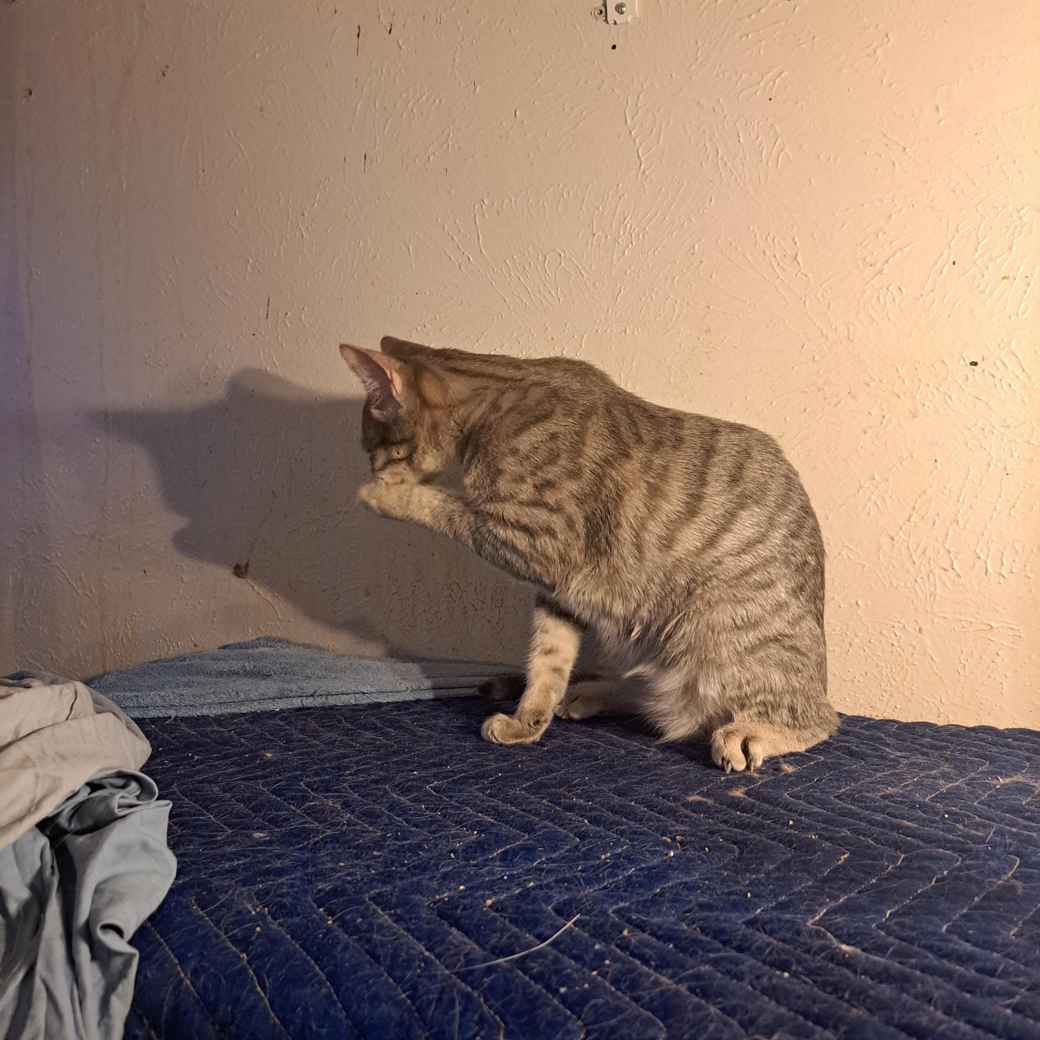 Belly Rubber, Adoptable, Young Male American Shorthair.