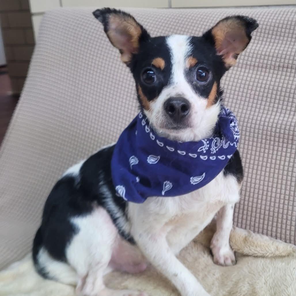 Enlarge Amazon in NH. Come Meet our Adoptable Dogs Wednesday-Saturday. More info in Bio, a ADOPTABLE mixed breed in Manchester, NH image 1/1