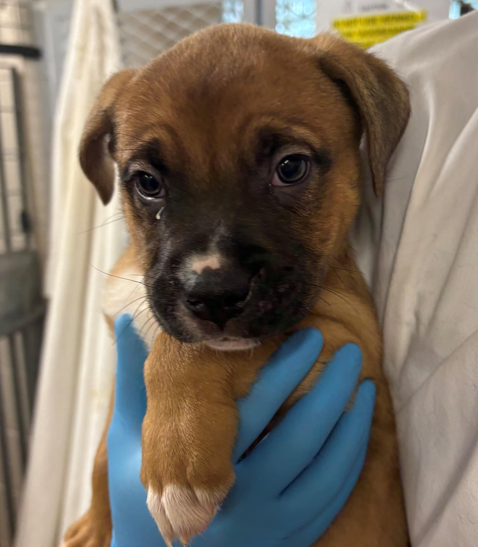 Enlarge Leo, an adoptable mixed breed in Hamilton, ON image 1/1