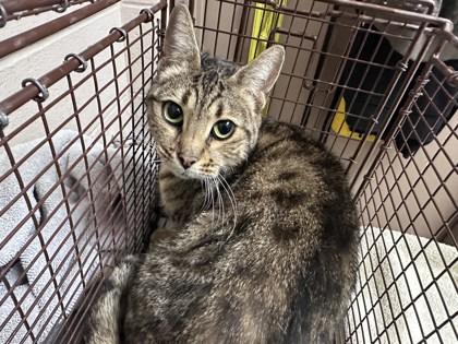 Enlarge Angel, a Adoptable mixed breed in New Albany, IN image 1/1