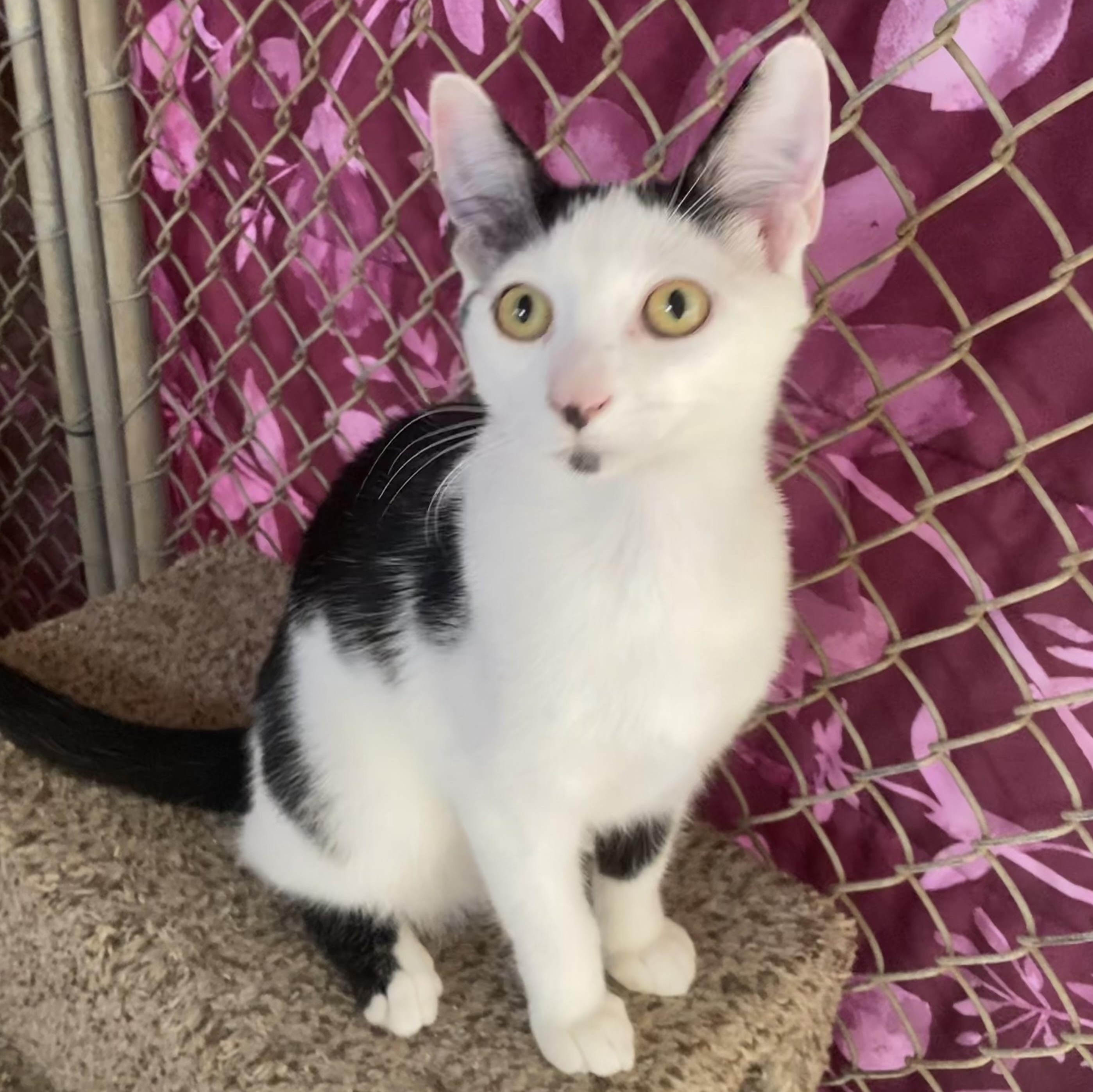 Panda, Adoptable, Young Male Domestic Short Hair.