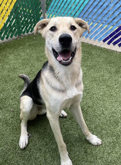 Rocco, Adoptable, Adult Male Mixed Breed & Mixed Breed.