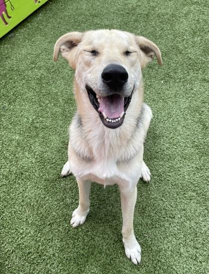 Enlarge Rocco, a Adoptable mixed breed in Fort Worth, TX image 2/3