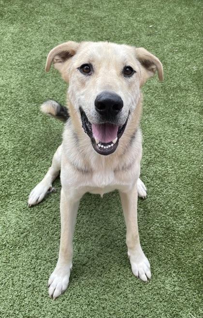 Enlarge Rocco, a Adoptable mixed breed in Fort Worth, TX image 3/3