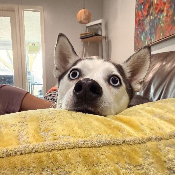 Bean Sprout the 30 lb Adorable Mini Husky — thumbnail 2