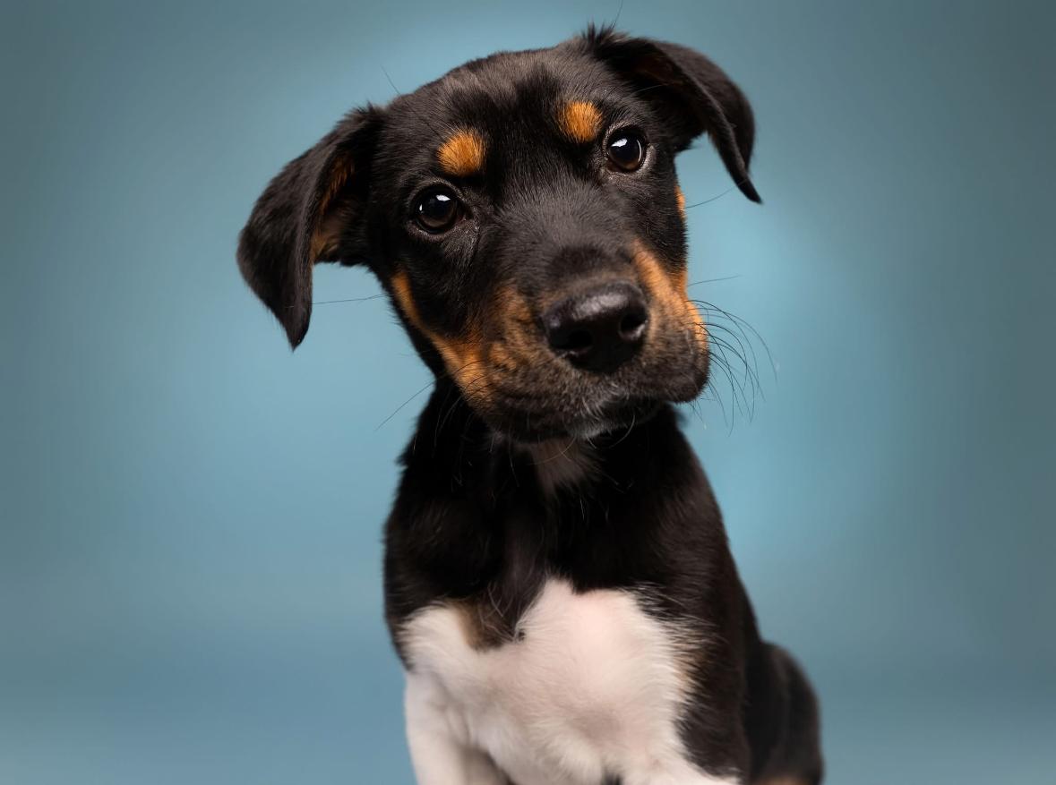 Milo, Adopted, Puppy Male Mixed Breed.