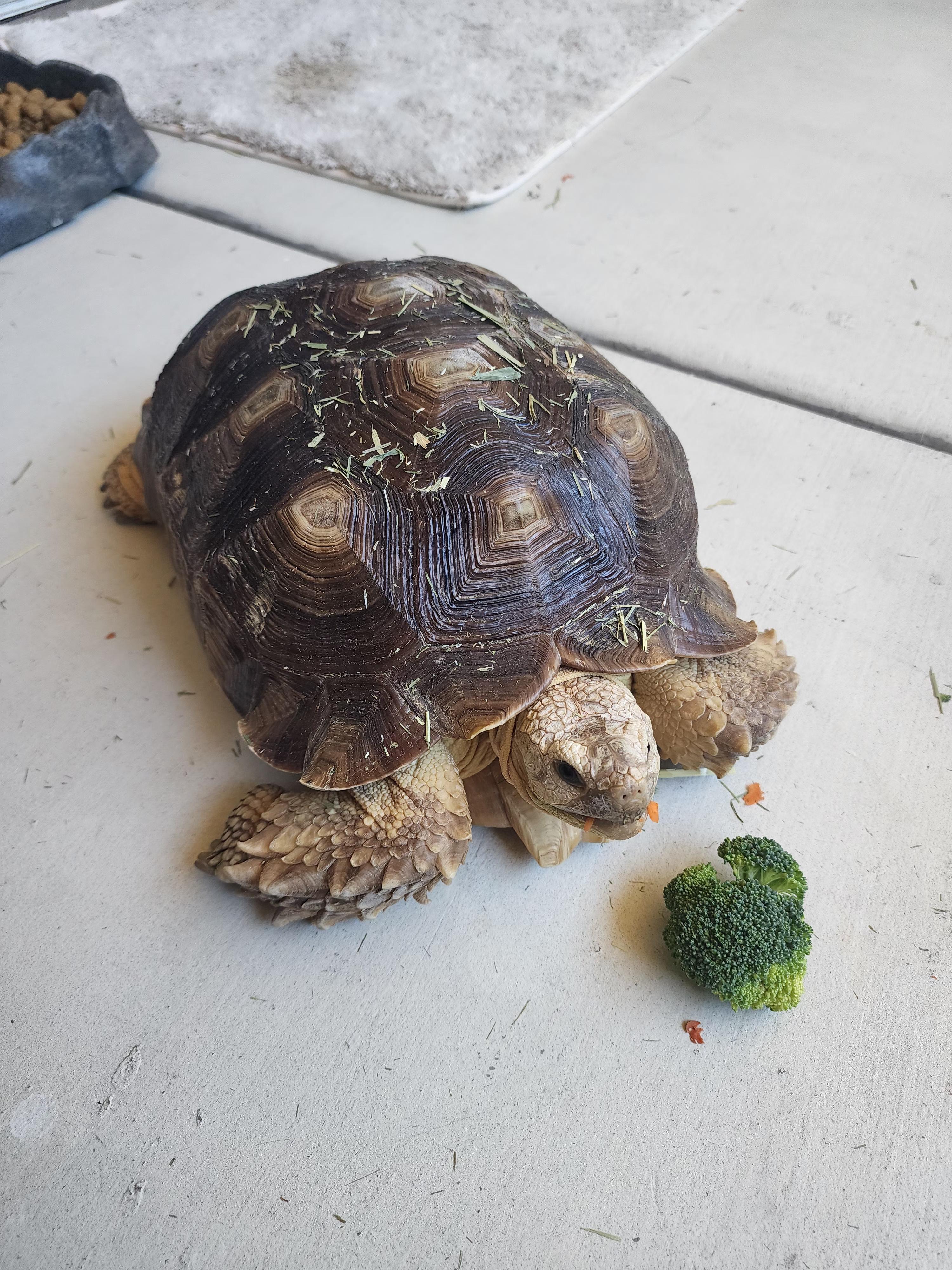 Kurma, Adoptable, Young Male Sulcata.