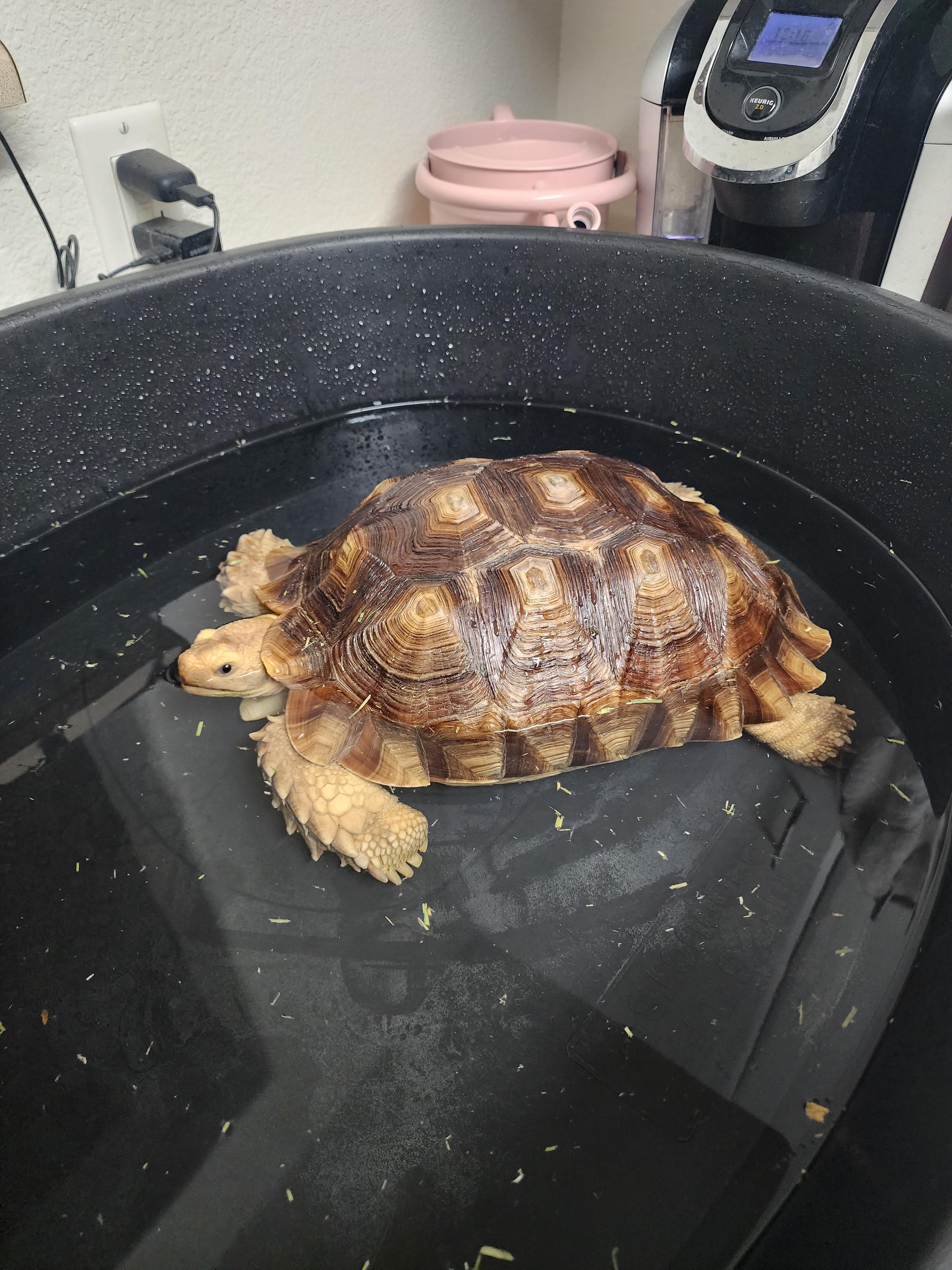 Kurma, a Adoptable Sulcata in Las Vegas, NV image 2/2