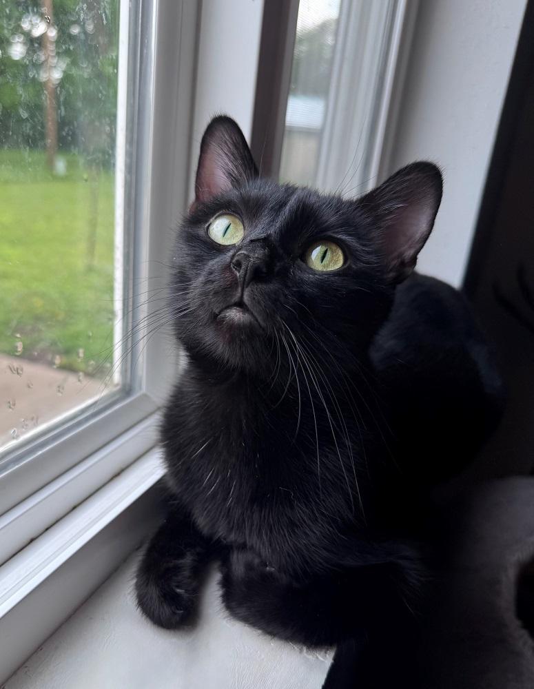 Enlarge Lyric, a ADOPTABLE Domestic Short Hair in Mason City, IA image 1/1