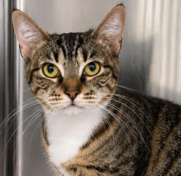 Nessy, Adoptable, Young Female Domestic Short Hair.