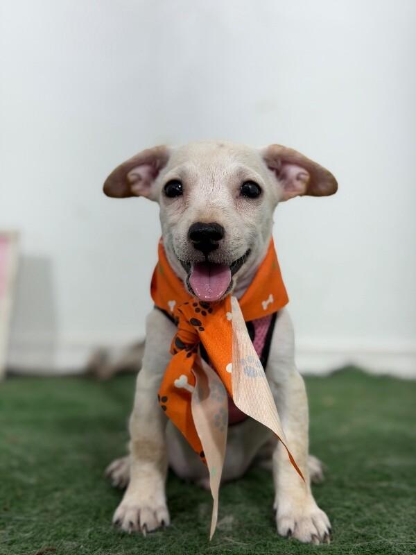 Enlarge Dean-One of our Amazing Rescue Dogs, a Adopted mixed breed in Oakland, CA image 1/1