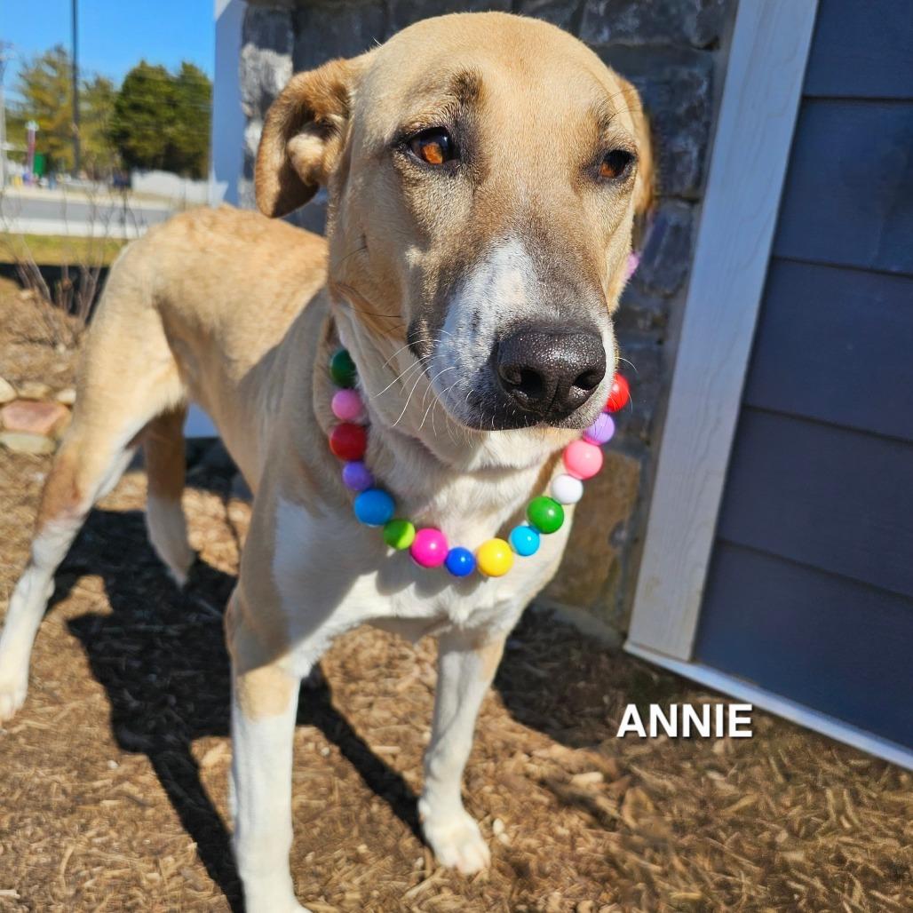 Enlarge Annie, a Adoptable mixed breed in Madisonville, TN image 1/4