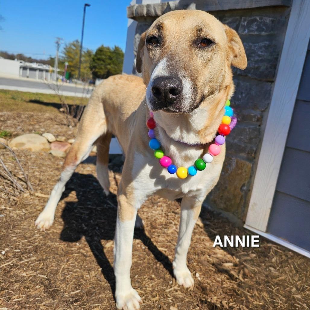 Enlarge Annie, a Adoptable mixed breed in Madisonville, TN image 2/4