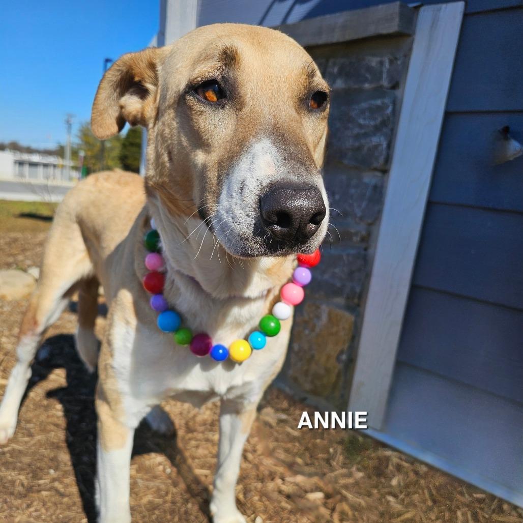 Enlarge Annie, a Adoptable mixed breed in Madisonville, TN image 4/4