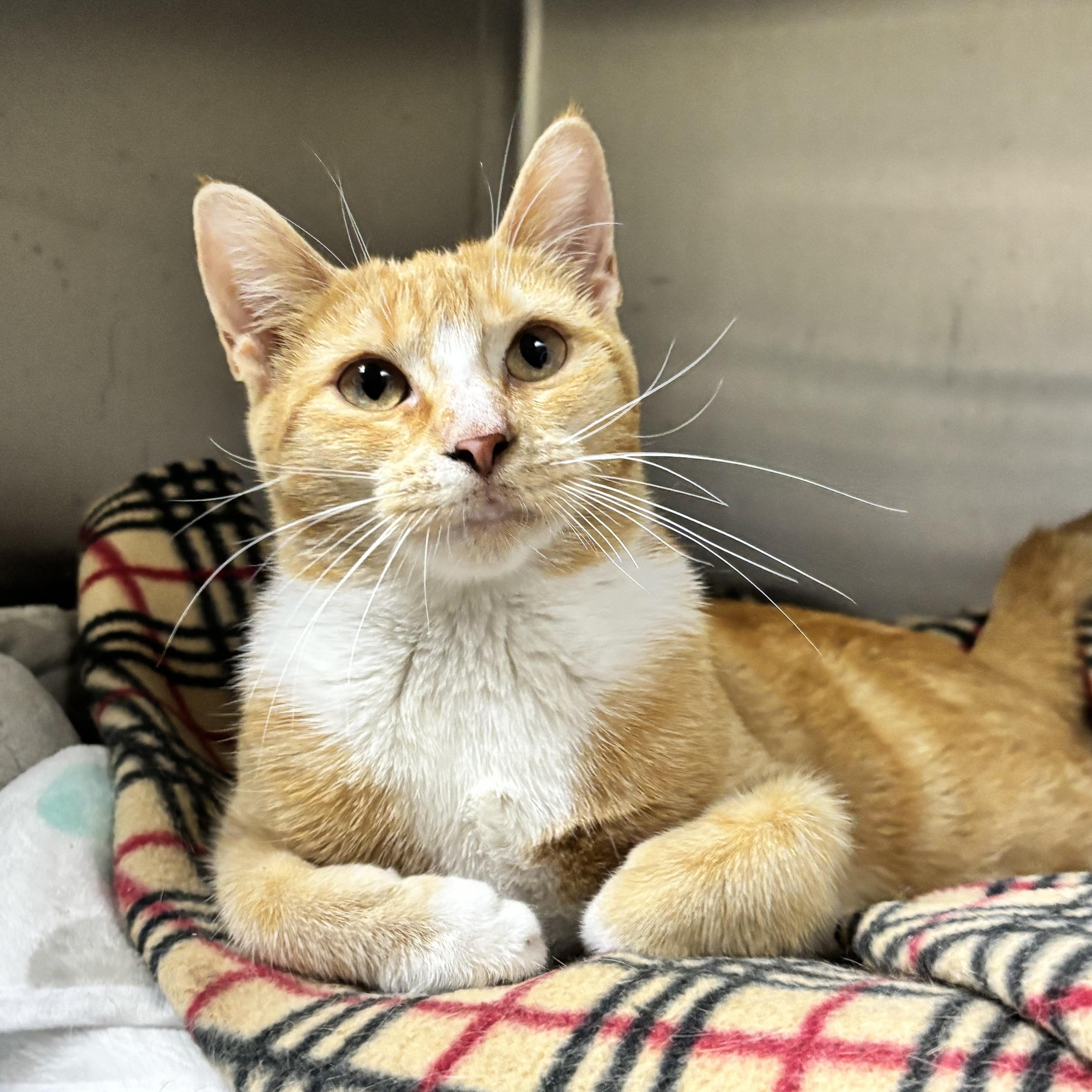 Enlarge Mango, a Adoptable Domestic Short Hair in Collierville, TN image 2/5