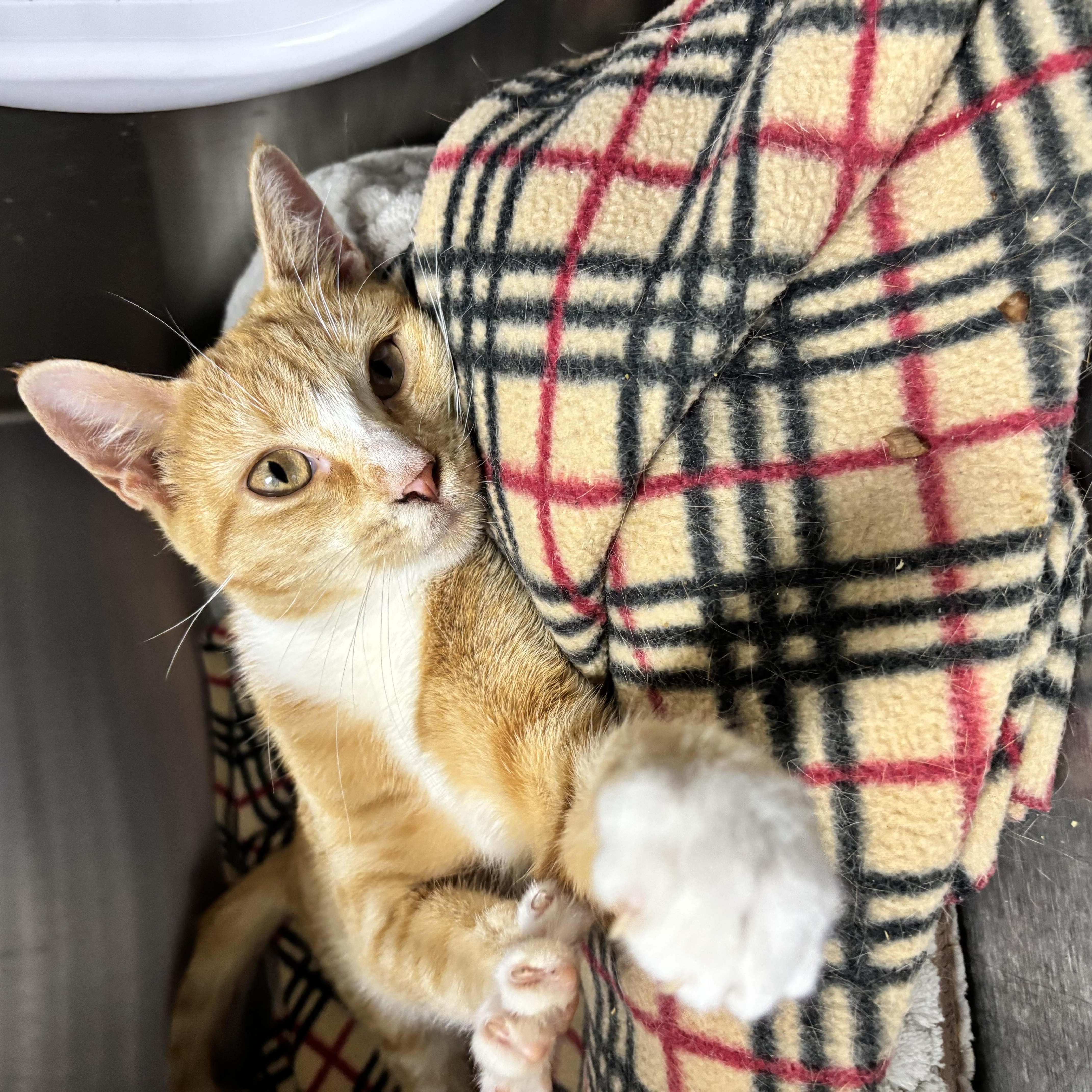 Enlarge Mango, a Adoptable Domestic Short Hair in Collierville, TN image 5/5
