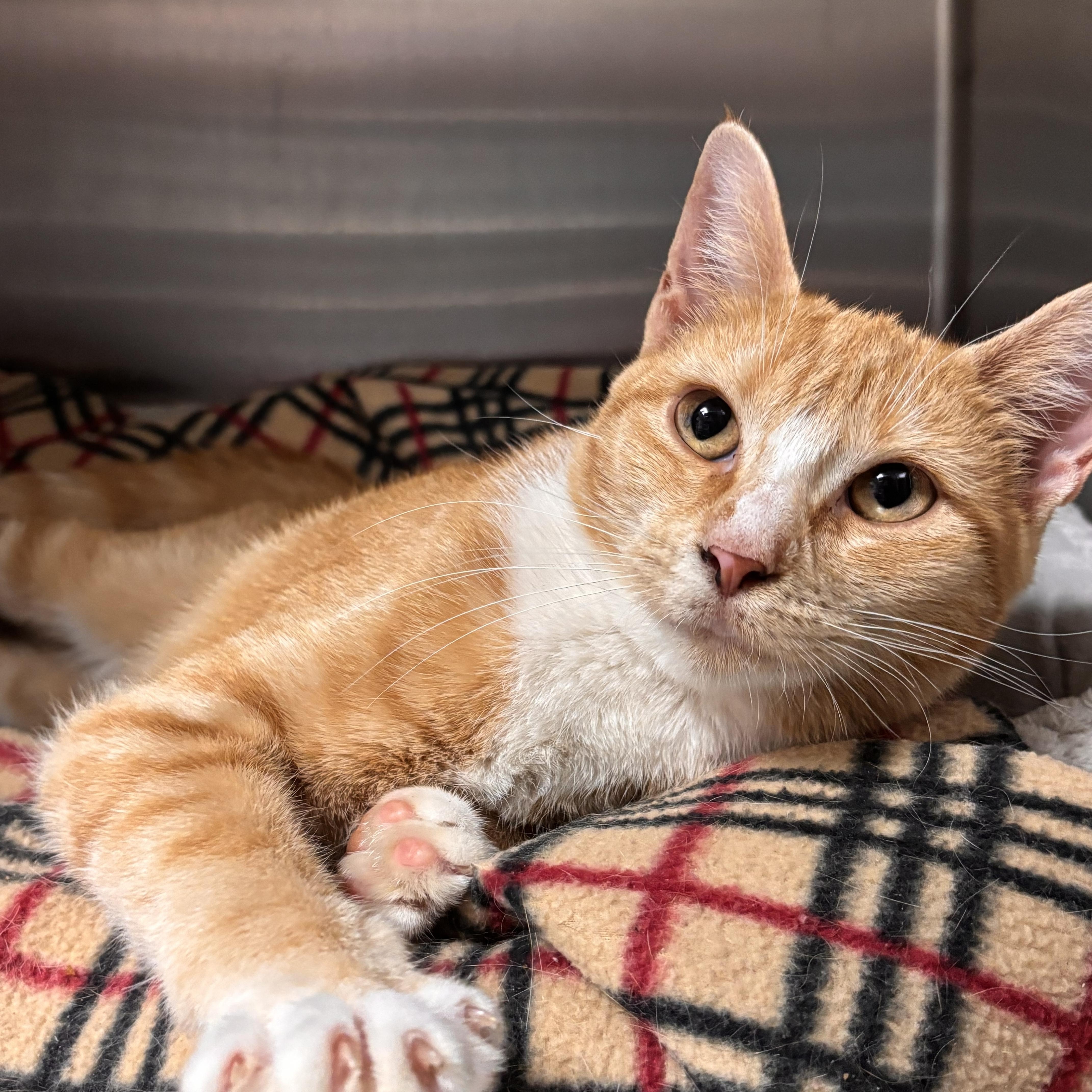 Enlarge Mango, a Adoptable Domestic Short Hair in Collierville, TN image 3/5