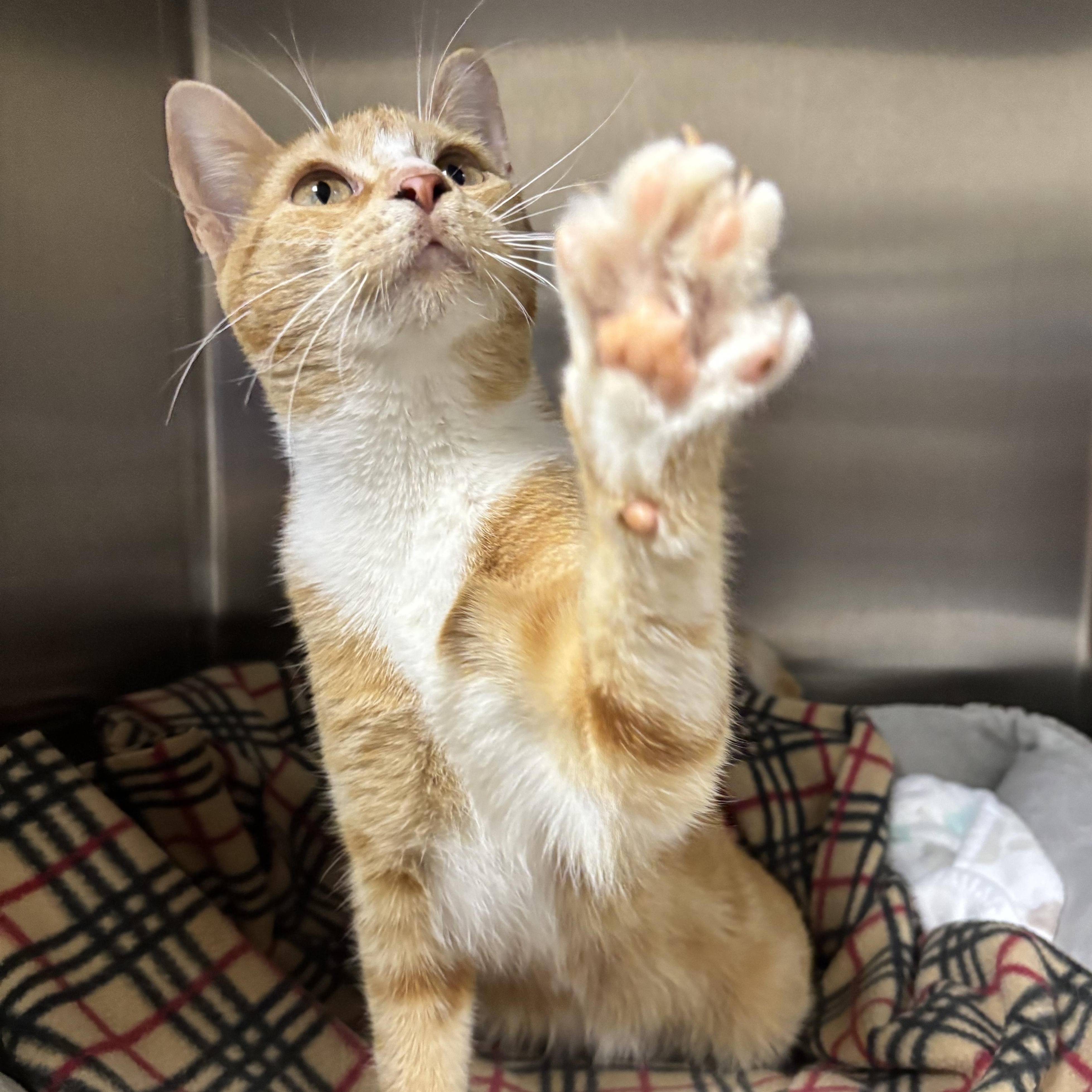 Enlarge Mango, a Adoptable Domestic Short Hair in Collierville, TN image 4/5