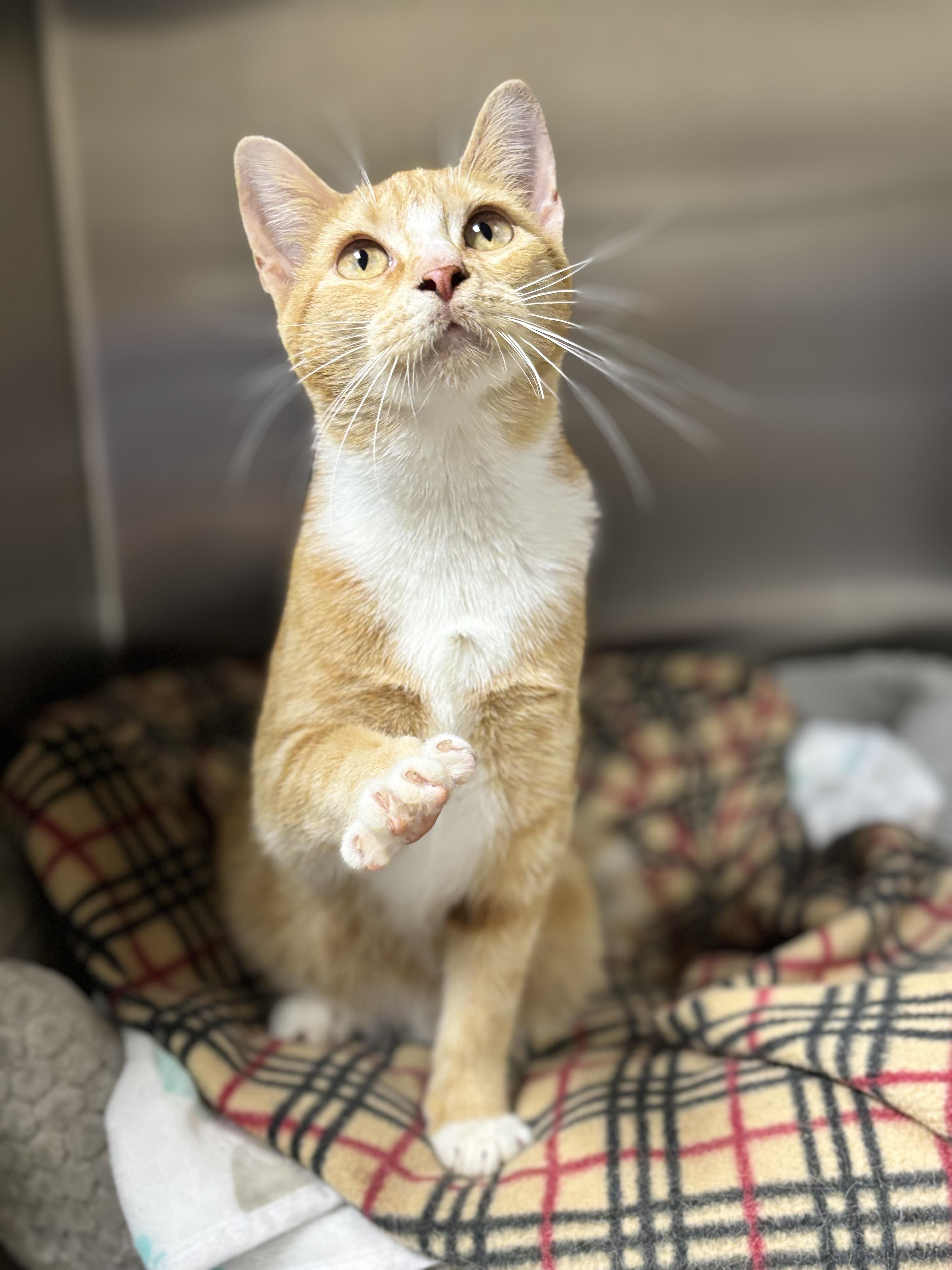 Mango, Adoptable, Young Female Domestic Short Hair.