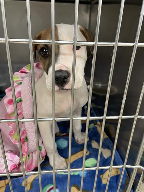 DJ, Adoptable, Young Male Pit Bull Terrier & Mixed Breed.