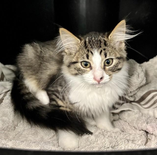 FETA, Adoptable, Kitten Male Domestic Short Hair.
