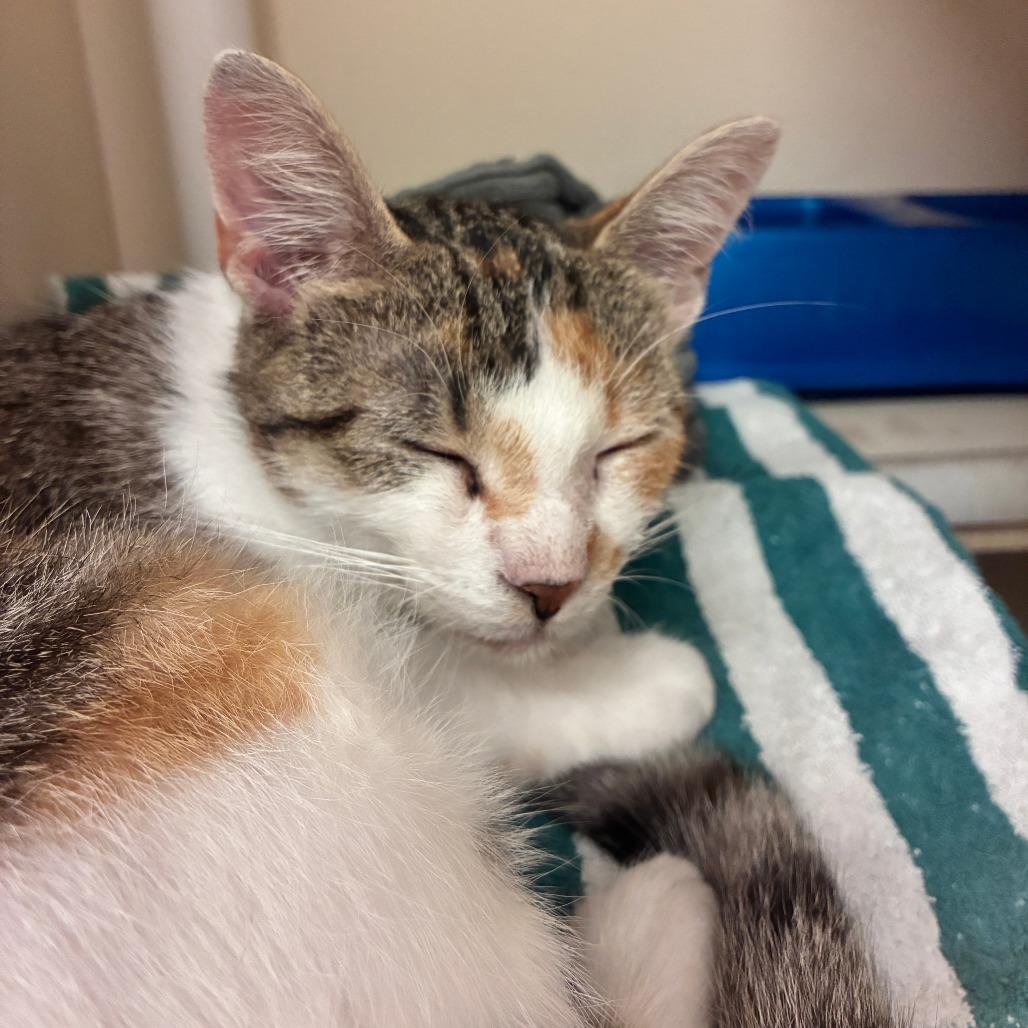 Dairy Queen, Adoptable, Adult Female Domestic Short Hair.