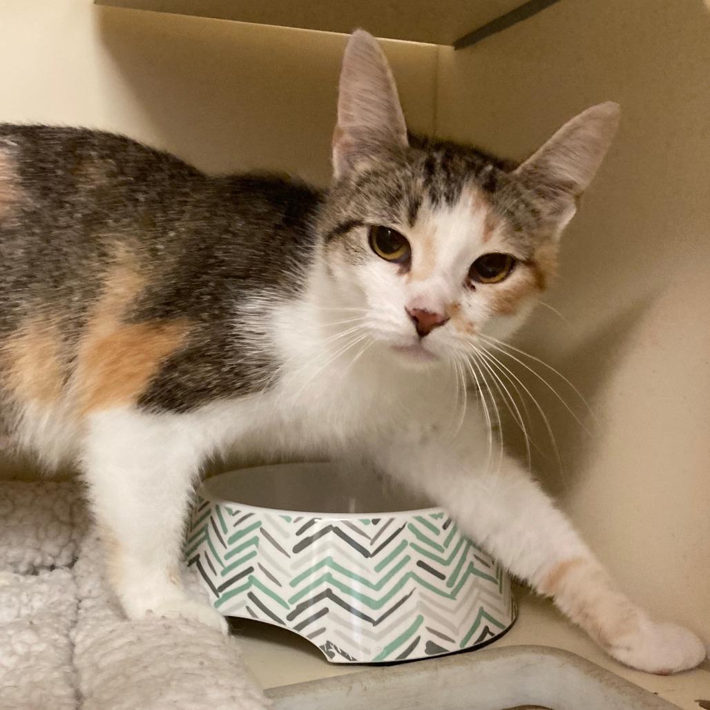 Dairy Queen, a Adoptable Domestic Short Hair in Dayton, OH image 2/5