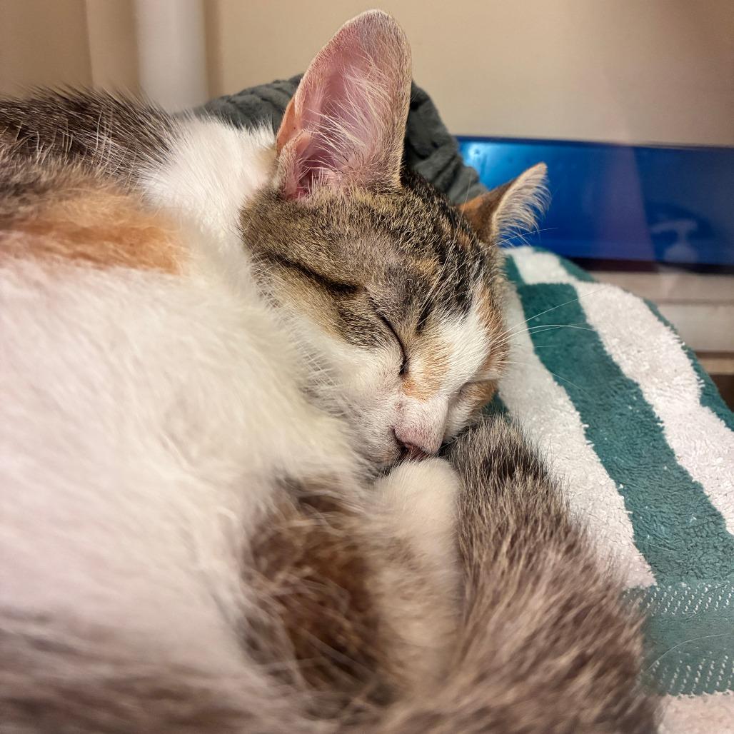 Dairy Queen, a Adoptable Domestic Short Hair in Dayton, OH image 3/5