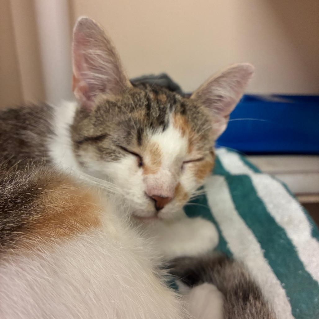 Dairy Queen, a Adoptable Domestic Short Hair in Dayton, OH image 4/5
