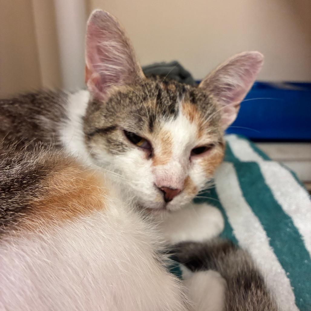 Dairy Queen, a Adoptable Domestic Short Hair in Dayton, OH image 5/5