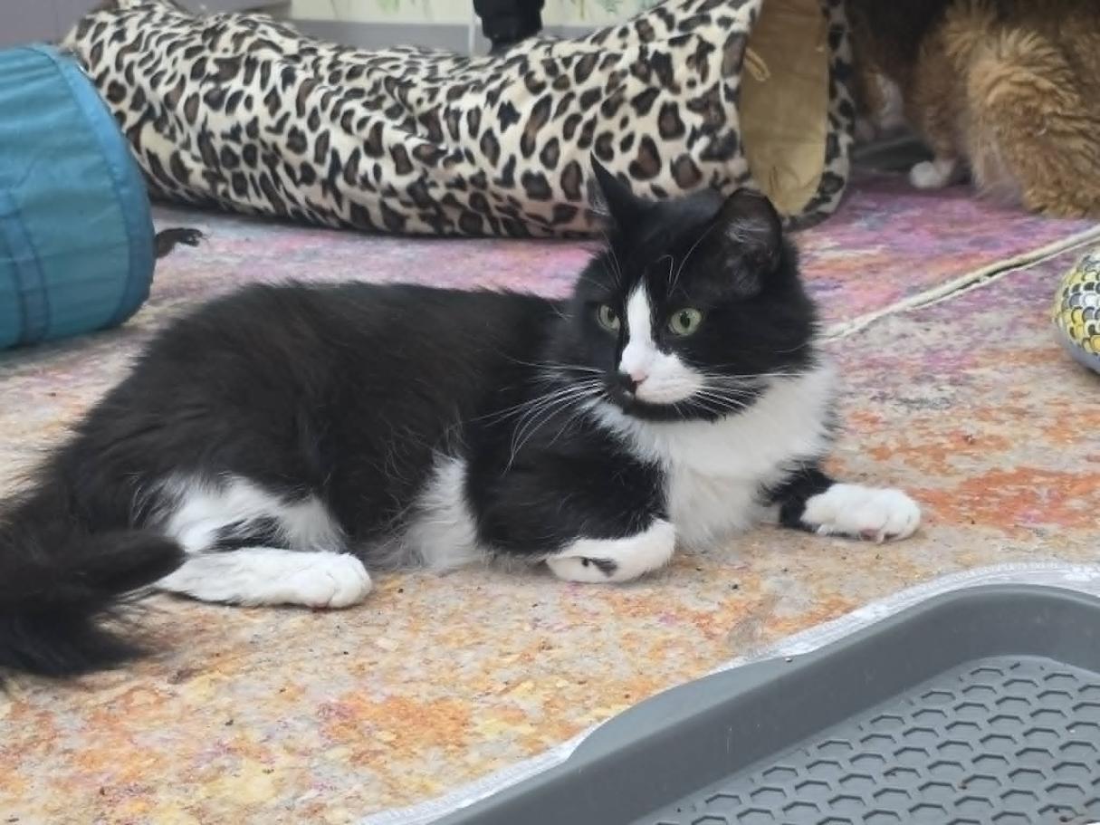 Grommet - CT RESIDENTS ONLY, a ADOPTABLE Domestic Long Hair in Norwich, CT image 5/5